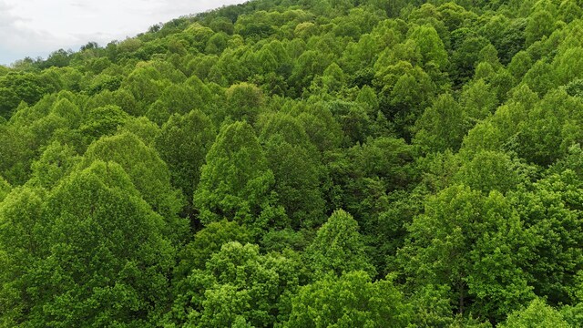115 Calvender Rd, Turtletown, TN 37391