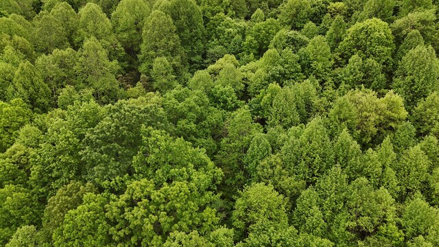 115 Calvender Rd, Turtletown, TN 37391