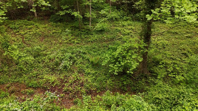 115 Calvender Rd, Turtletown, TN 37391