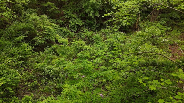 115 Calvender Rd, Turtletown, TN 37391