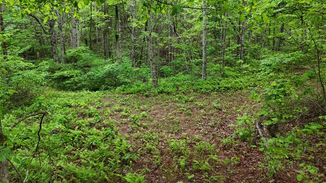 115 Calvender Rd, Turtletown, TN 37391