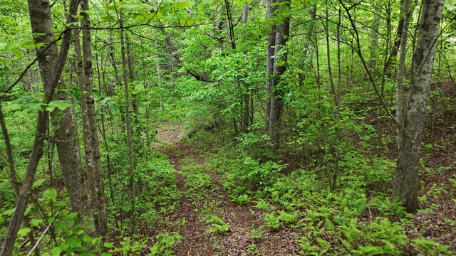 115 Calvender Rd, Turtletown, TN 37391