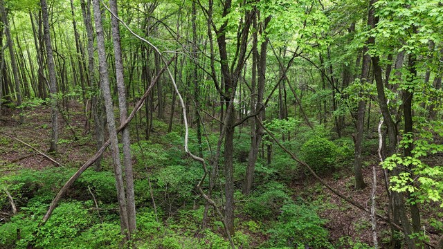 115 Calvender Rd, Turtletown, TN 37391