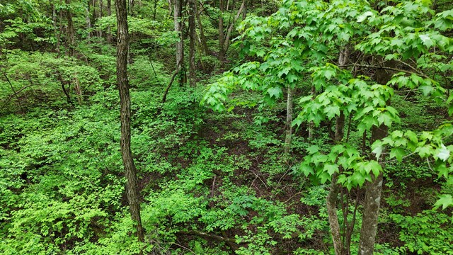 115 Calvender Rd, Turtletown, TN 37391