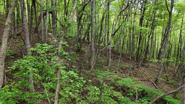 115 Calvender Rd, Turtletown, TN 37391