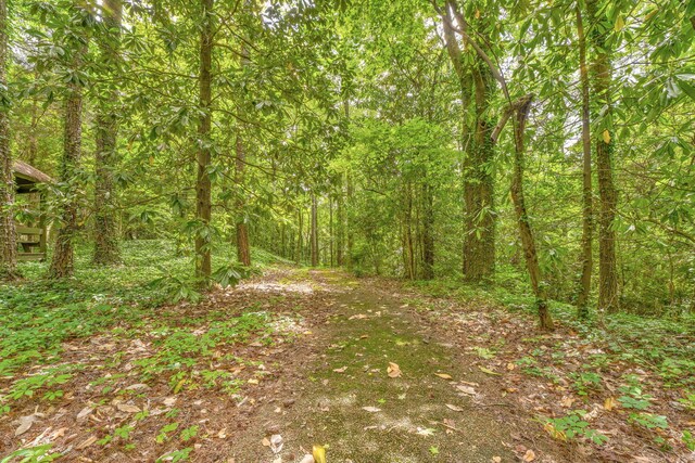 1301 W Morton Dr, Dalton, GA 30720 - view of tree filled area