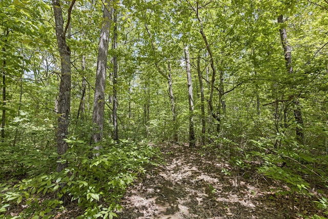 201 County Line Rd, Signal Mountain, TN 37377 - view of woods