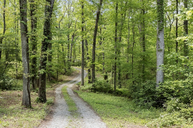 201 County Line Rd, Signal Mountain, TN 37377 - view of dirt / gravel road featuring a view of trees