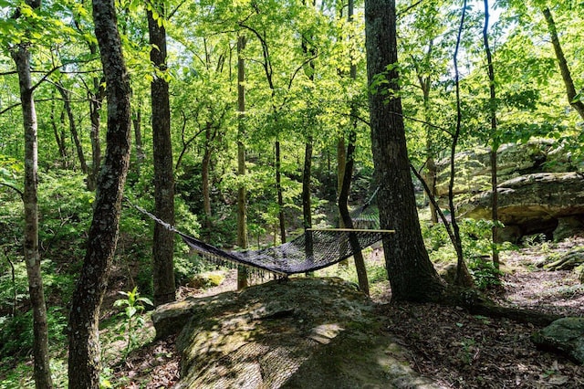 view of woods