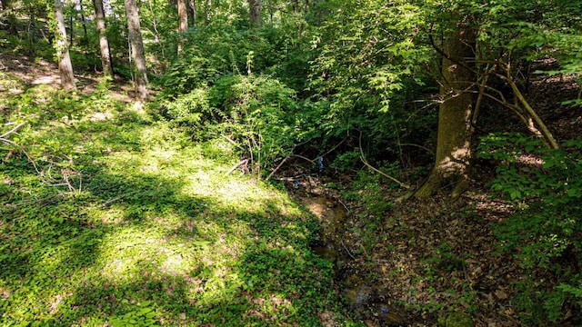 view of local wilderness