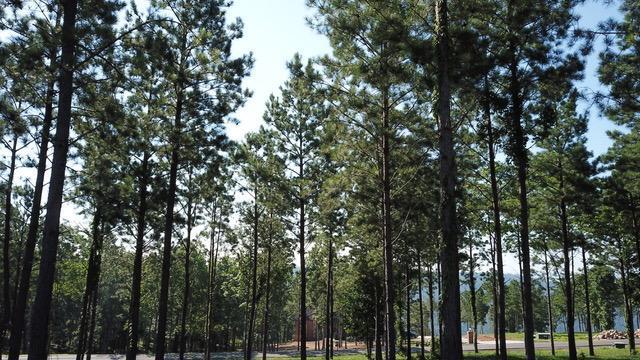 0 Sunset Cir Unit 124, Jasper, TN 37347