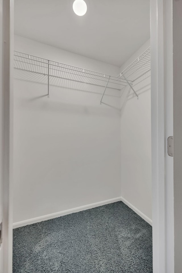 spacious closet featuring carpet flooring
