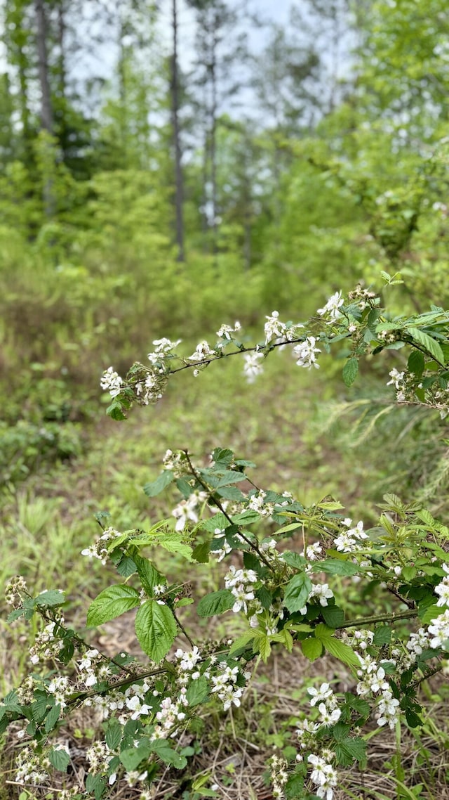 0 Sullivan Rd Lot 3, Dunlap, TN 37327 - photo 14
