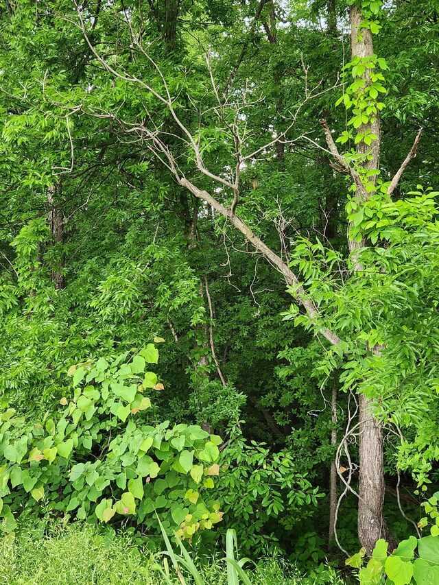 0 Ashley Ln Unit 53, Dayton, TN 37321 - photo 10