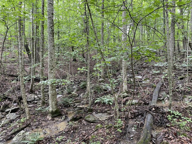 245 Hill Rd, Crossville, TN 38572 - photo 15