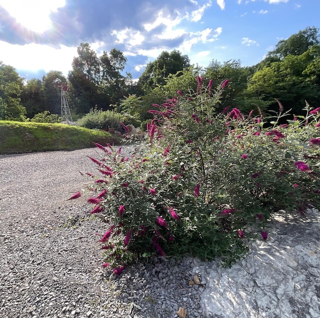 690 Ditch Gap Rd, Whitwell, TN 37397 - view of yard