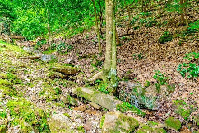 879 Amy Creek Cir, Ellijay, GA 30540 - view of undeveloped land