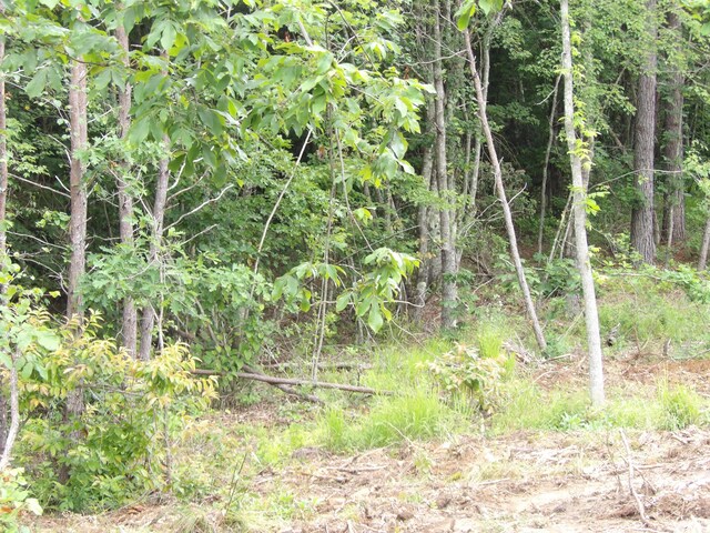 06 Hughes Cemetery Rd, Evensville, TN 37332 - photo 11