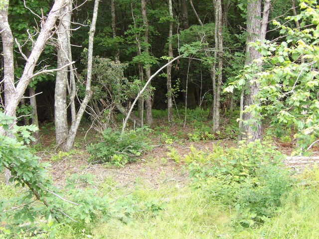 06 Hughes Cemetery Rd, Evensville, TN 37332 - photo 14