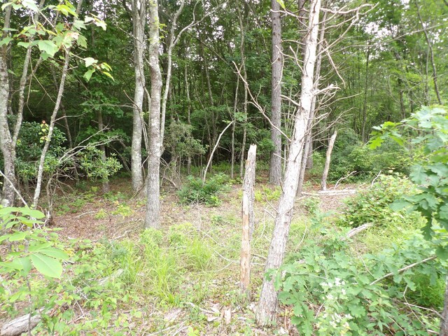 06 Hughes Cemetery Rd, Evensville, TN 37332 - photo 15
