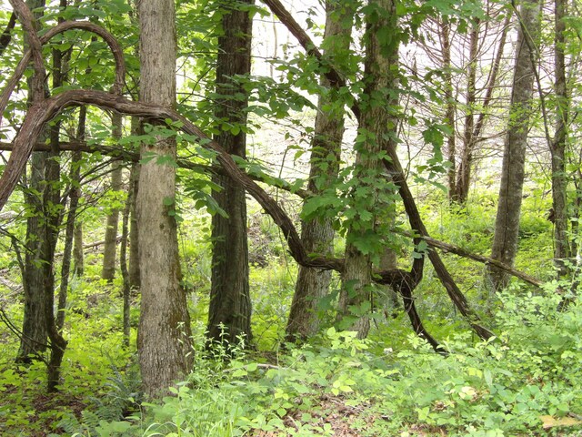 LOT10 Hughes Cementery Rd, Evensville, TN 37332 - photo 3
