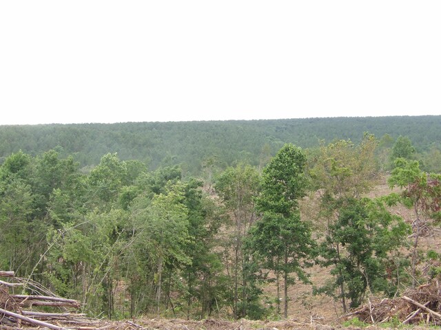LOT10 Hughes Cementery Rd, Evensville, TN 37332 - photo 10