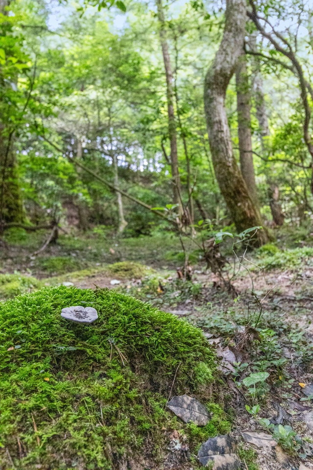 1780 Wolf Haven Rd, Spencer, TN 38585 - view of undeveloped land