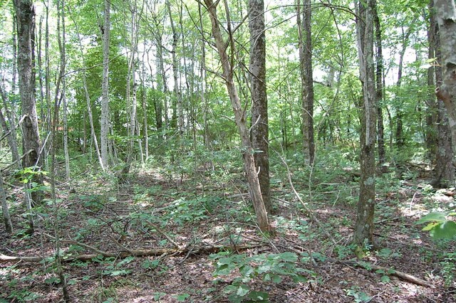 10 Laural Brook Rd, Dunlap, TN 37327 - photo 3