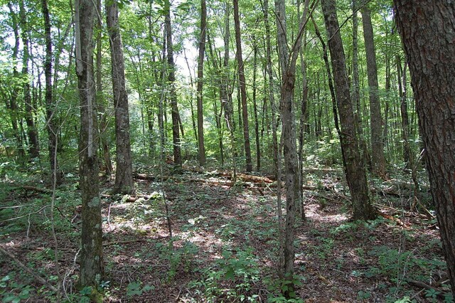 10 Laural Brook Rd, Dunlap, TN 37327 - photo 4