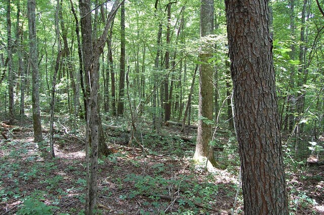 10 Laural Brook Rd, Dunlap, TN 37327 - photo 5