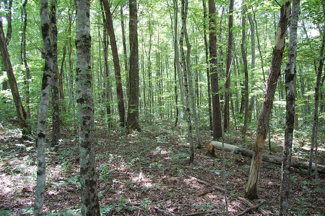 10 Laural Brook Rd, Dunlap, TN 37327 - photo 6
