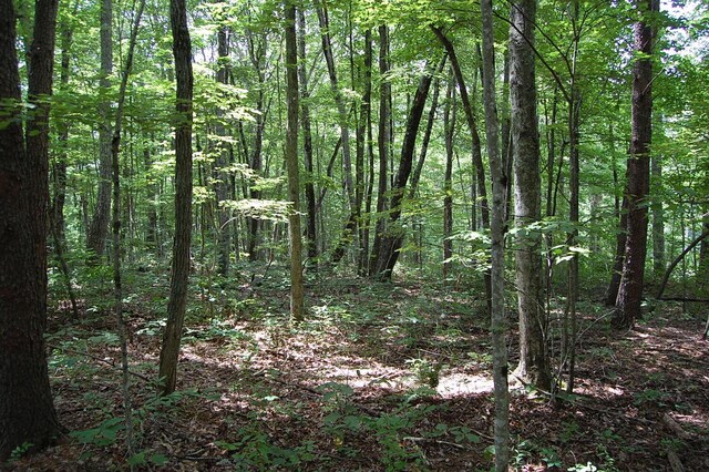 10 Laural Brook Rd, Dunlap, TN 37327 - photo 7