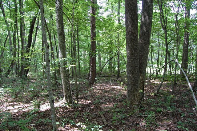 10 Laural Brook Rd, Dunlap, TN 37327 - photo 8