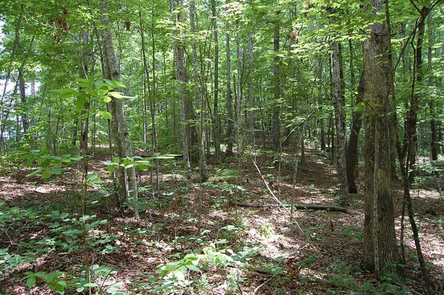 10 Laural Brook Rd, Dunlap, TN 37327 - photo 11