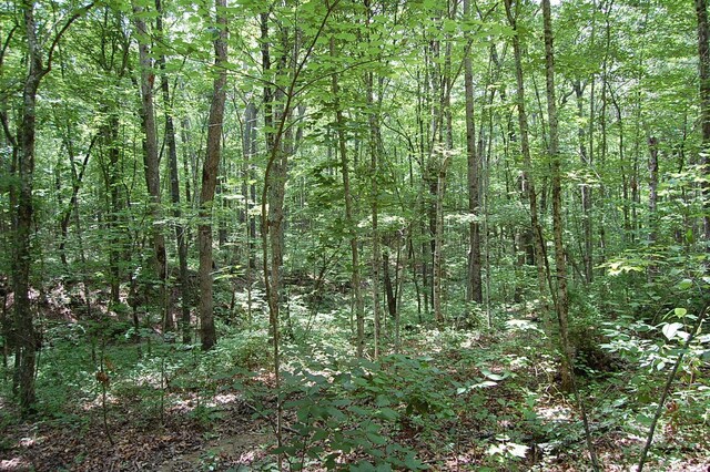 10 Laural Brook Rd, Dunlap, TN 37327 - photo 13