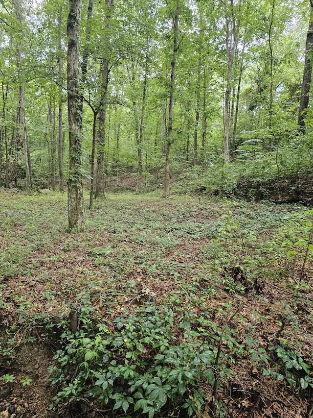 0 Pineywood Dr, Ringgold, GA 30736 - photo 5