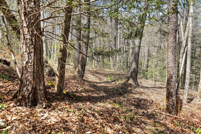 1908 Clear Brooks Dr, Signal Mountain, TN 37377 - view of tree filled area