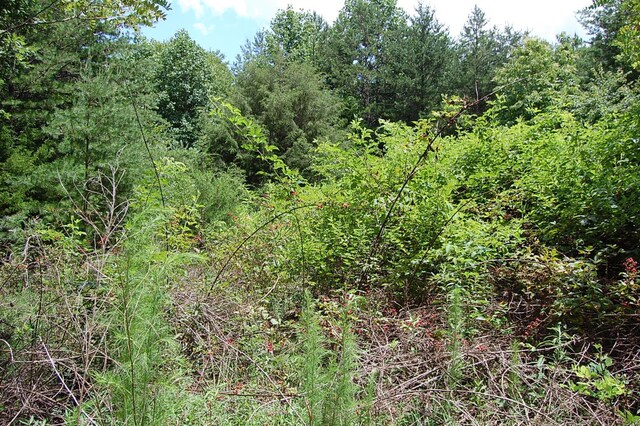 36 Stone Creek Trl, Dunlap, TN 37327 - photo 10