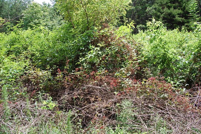 36 Stone Creek Trl, Dunlap, TN 37327 - photo 11