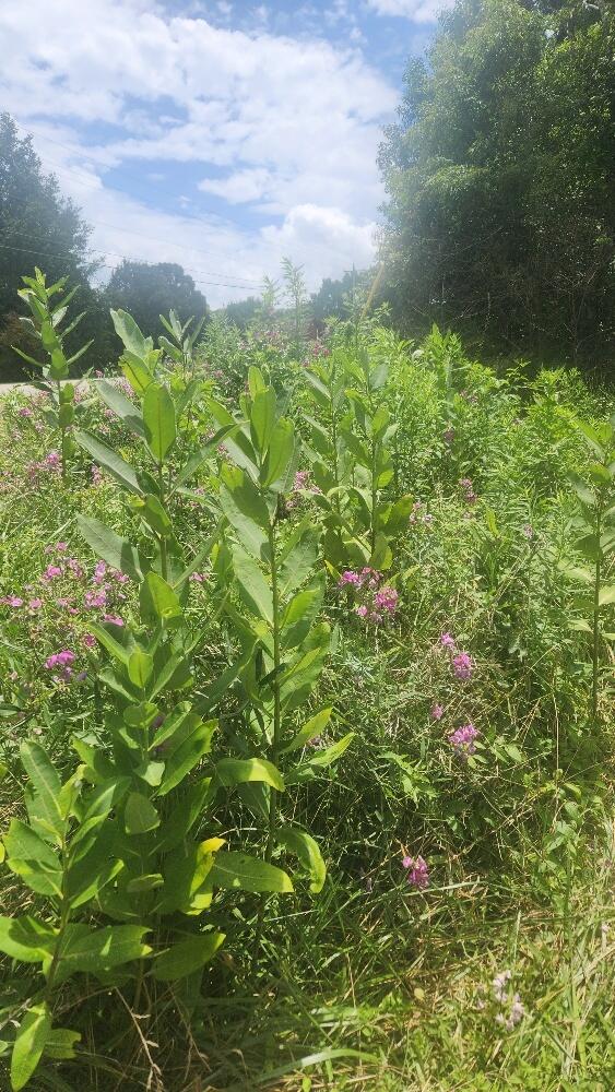 2739 Sr 399, Palmer, TN 37365 - photo 16