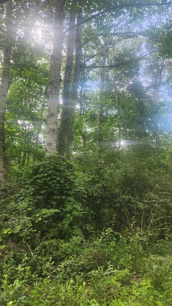 2739 Sr 399, Palmer, TN 37365 - photo 21