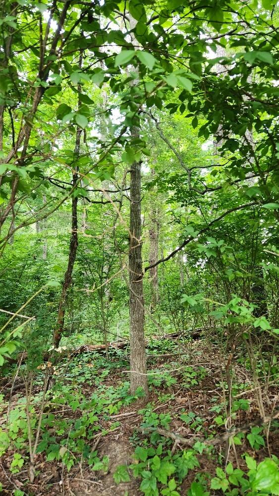 2739 Sr 399, Palmer, TN 37365 - photo 22