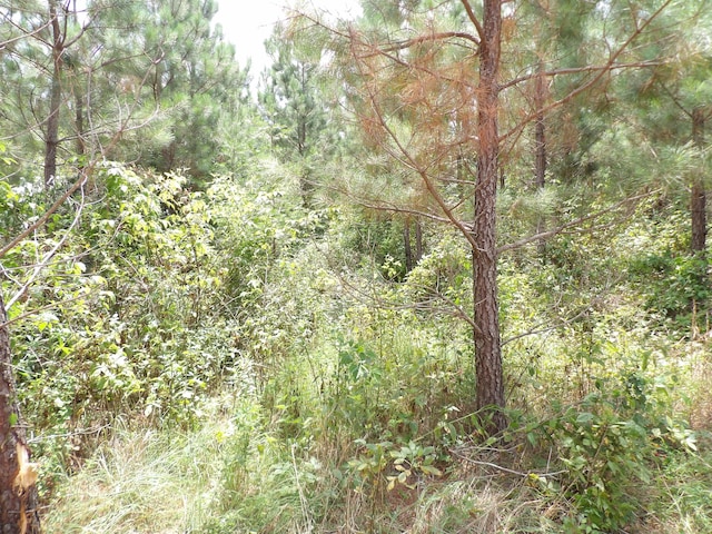 LOT4 Summer City Rd, Evensville, TN 37332 - photo 7