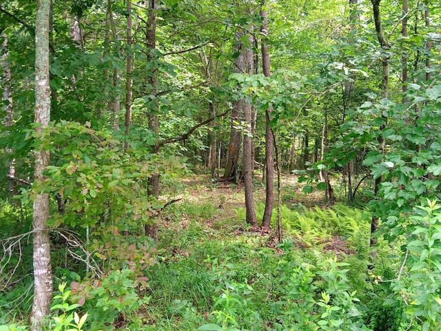 776 Pine Rd, Pikeville, TN 37367 - photo 2