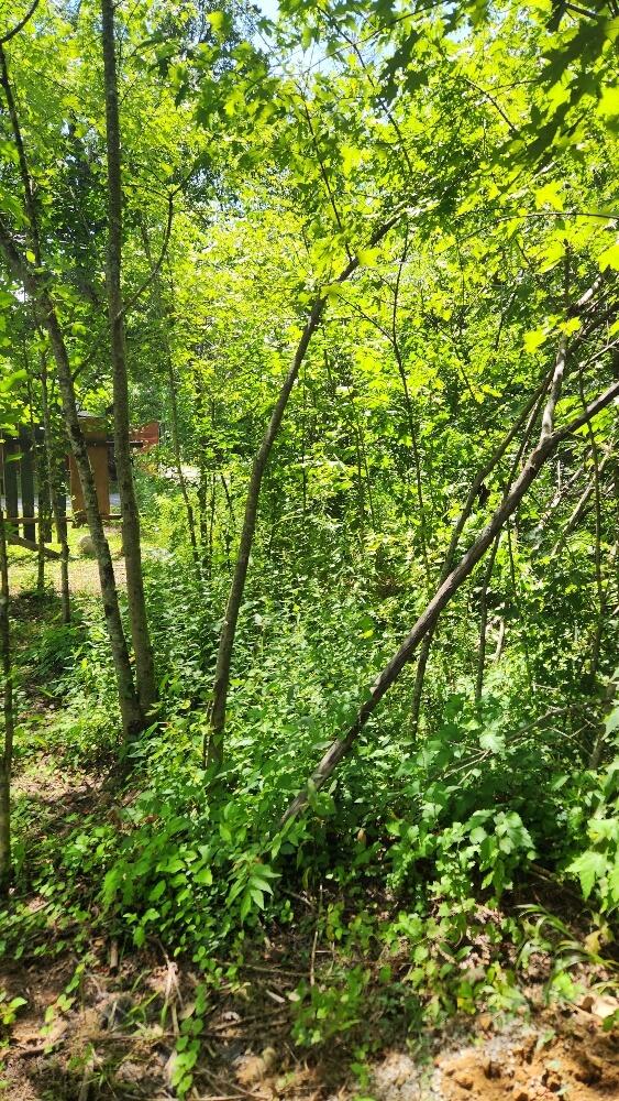 506 Chigger Town Loop, Palmer, TN 37365