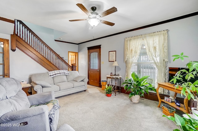 carpeted living area with a ceiling fan, stairs, and crown molding