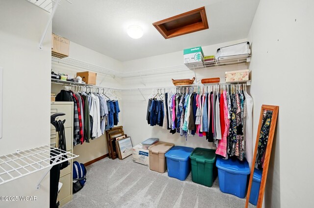 4860 Wenatchi Trl, Lima, OH 45805 - walk in closet featuring attic access and carpet