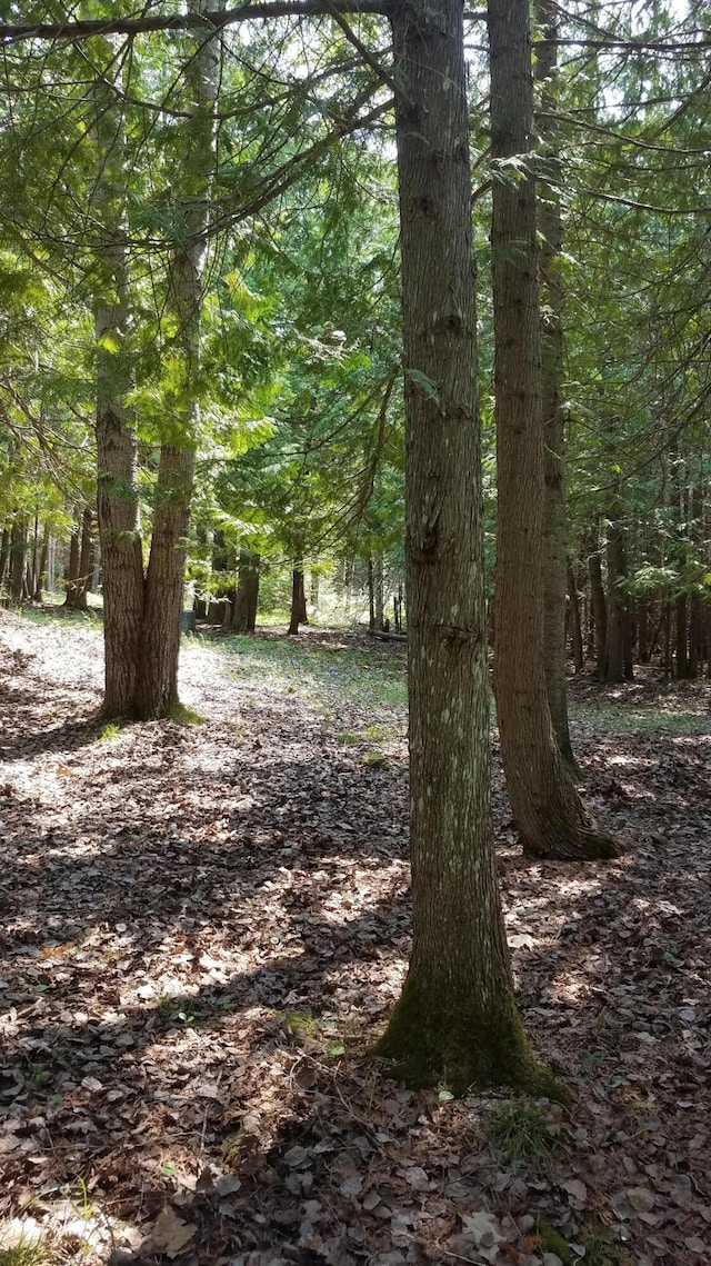 7351 Hamilton Rd, Alpena, MI 49707 - photo 23