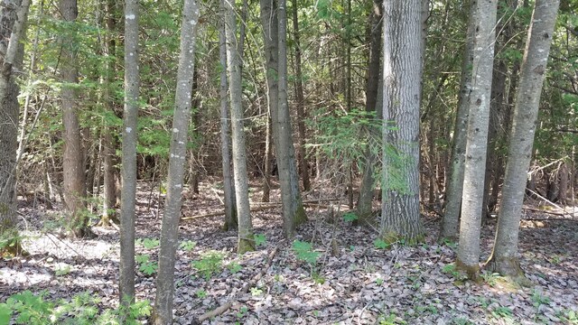 7351 Hamilton Rd, Alpena, MI 49707 - photo 32