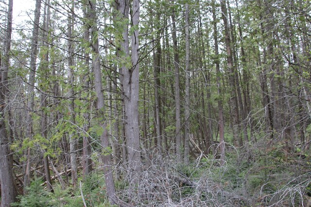 Hall Rd, Atlanta, MI 49709 - photo 36